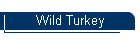 Wild Turkey